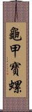 龜甲寶螺 Scroll