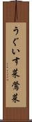 うぐいす菜 Scroll