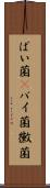 ばい菌(P) Scroll