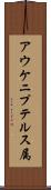アウケニプテルス属 Scroll
