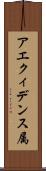アエクィデンス属 Scroll