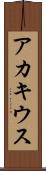 アカキウス Scroll