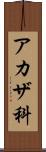 アカザ科 Scroll