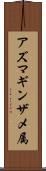 アズマギンザメ属 Scroll