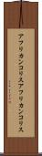 アフリカンコリス Scroll