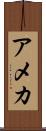 アメカ Scroll