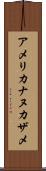 アメリカナヌカザメ Scroll