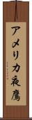 アメリカ夜鷹 Scroll