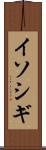 イソシギ Scroll