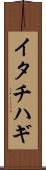イタチハギ Scroll