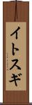 イトスギ Scroll