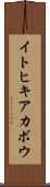 イトヒキアカボウ Scroll