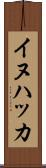 イヌハッカ Scroll