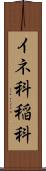 イネ科 Scroll