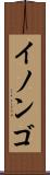 イノンゴ Scroll