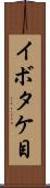 イボタケ目 Scroll