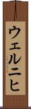 ウェルニヒ Scroll