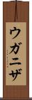 ウガニザ Scroll