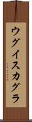 ウグイスカグラ Scroll