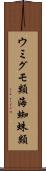 ウミグモ類 Scroll