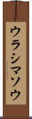 ウラシマソウ Scroll