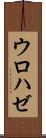 ウロハゼ Scroll