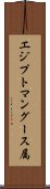 エジプトマングース属 Scroll