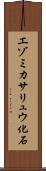 エゾミカサリュウ化石 Scroll