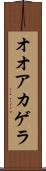 オオアカゲラ Scroll