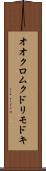 オオクロムクドリモドキ Scroll