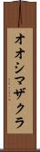 オオシマザクラ Scroll