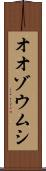 オオゾウムシ Scroll