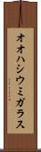 オオハシウミガラス Scroll