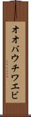オオバウチワエビ Scroll