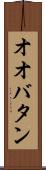 オオバタン Scroll
