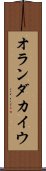 オランダカイウ Scroll