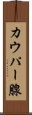 カウパー腺 Scroll