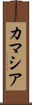 カマシア Scroll