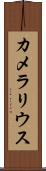 カメラリウス Scroll