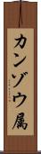 カンゾウ属 Scroll