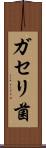 ガセリ菌 Scroll