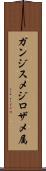 ガンジスメジロザメ属 Scroll