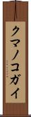 クマノコガイ Scroll