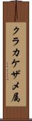 クラカケザメ属 Scroll