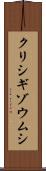 クリシギゾウムシ Scroll