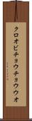 クロオビチョウチョウウオ Scroll
