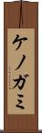 ケノガミ Scroll