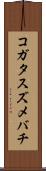 コガタスズメバチ Scroll