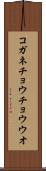 コガネチョウチョウウオ Scroll