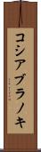 コシアブラノキ Scroll